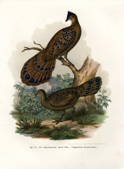 Grey Peacock-Pheasant de German School, (19th century)