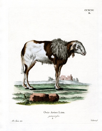 Guinea Sheep de German School, (19th century)