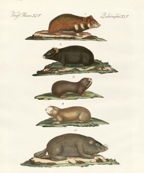 Hamsters and field voles de German School, (19th century)