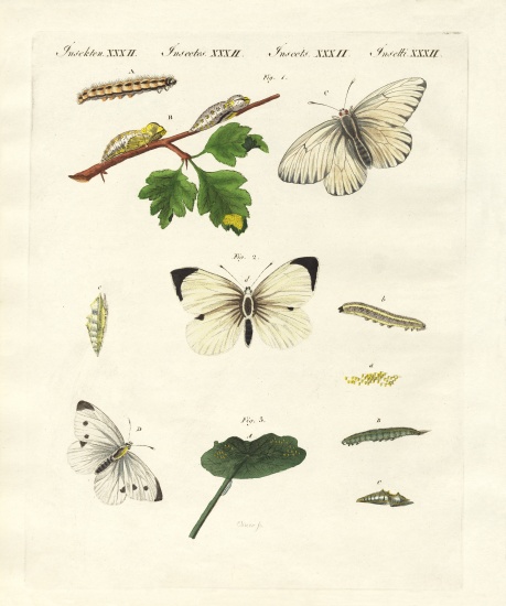 Harmful butterflies de German School, (19th century)