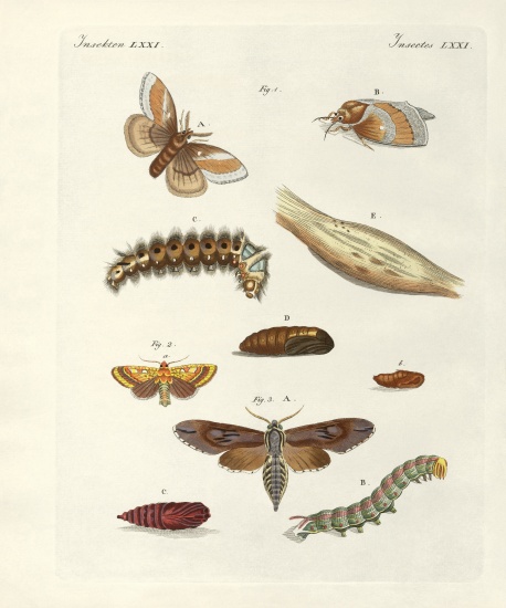 Harmful butterflies de German School, (19th century)