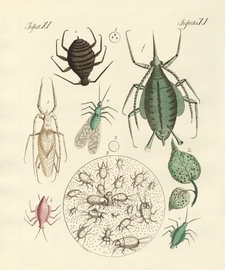 Harmful insects de German School, (19th century)