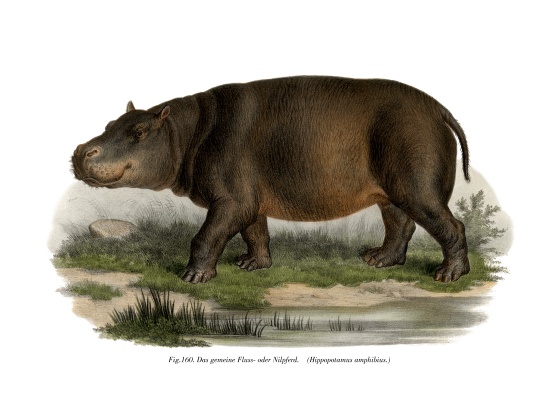 Hippopotamus de German School, (19th century)