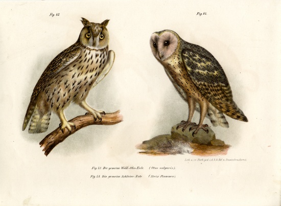 Horned Owl de German School, (19th century)