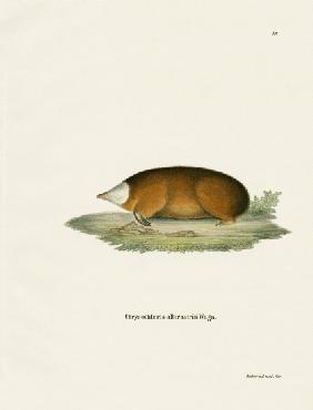 Hottentot Golden Mole