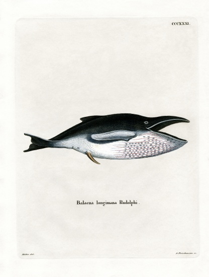 Humpback Whale de German School, (19th century)