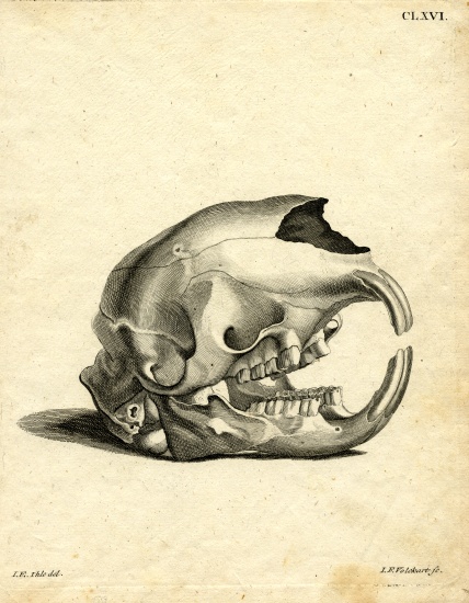 Hyrax Skull de German School, (19th century)