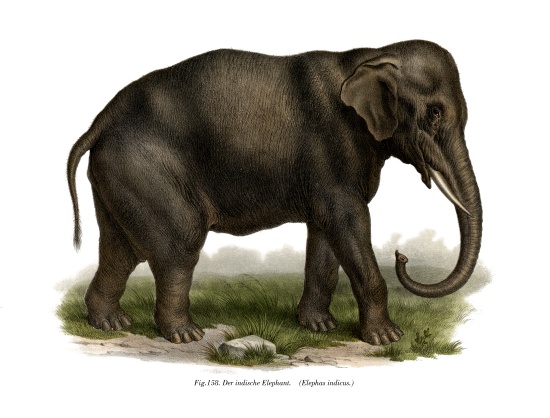 Indian Elephant de German School, (19th century)