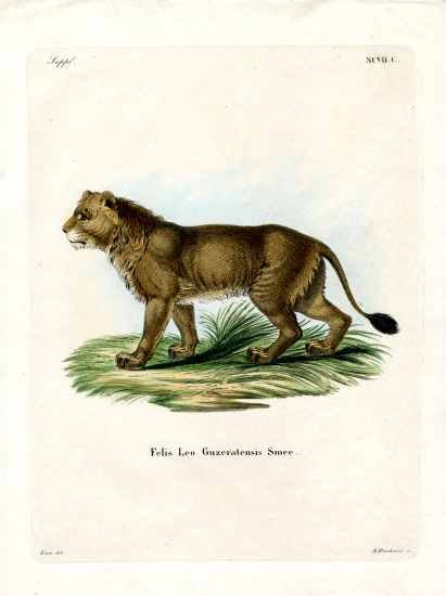 Indian Lion de German School, (19th century)
