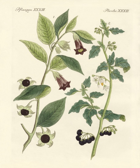 indigenous poisonous plants de German School, (19th century)