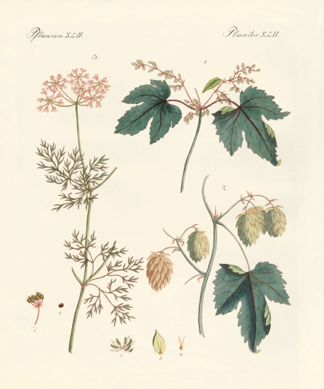 Indigenous spice plants de German School, (19th century)
