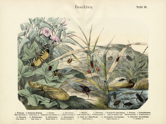 Insects, c.1860 de German School, (19th century)
