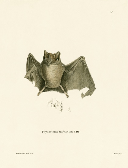 Ipanema Bat de German School, (19th century)