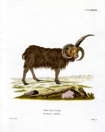 Jacob Sheep de German School, (19th century)