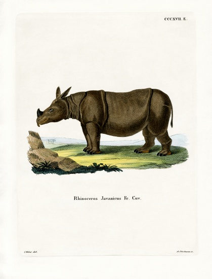 Javan Rhinoceros de German School, (19th century)