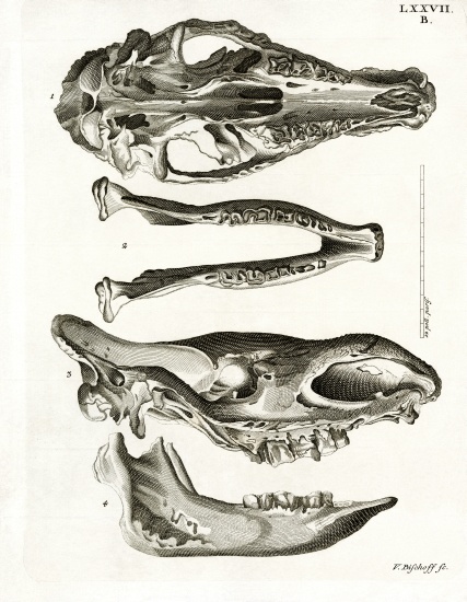 Jaw Bones de German School, (19th century)