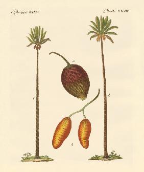 Kinds of palms