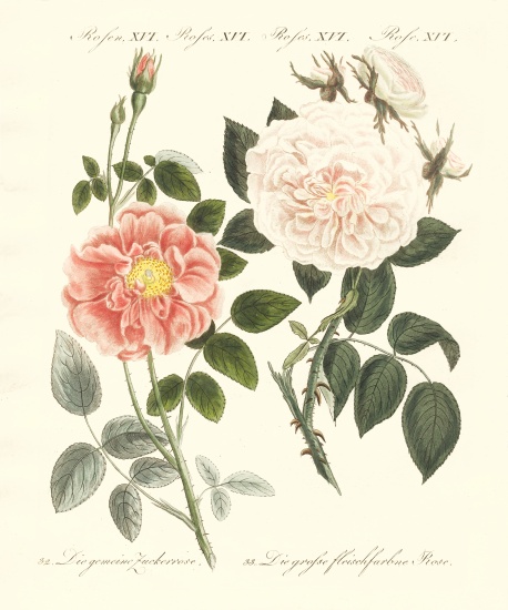 Kinds of roses de German School, (19th century)