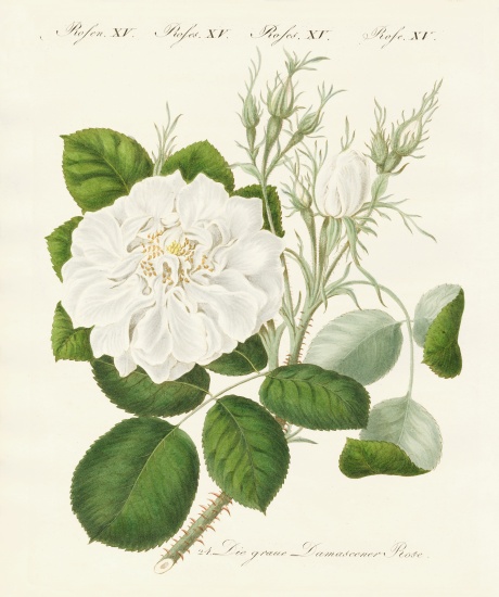 Kinds of roses de German School, (19th century)