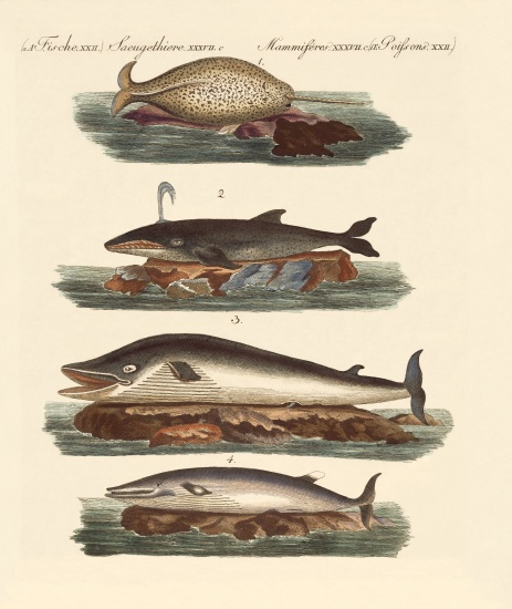 Kinds of whales de German School, (19th century)