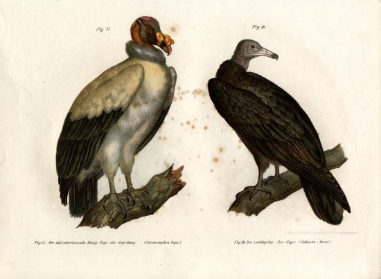King Vulture de German School, (19th century)