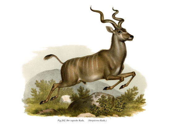 Kudu de German School, (19th century)