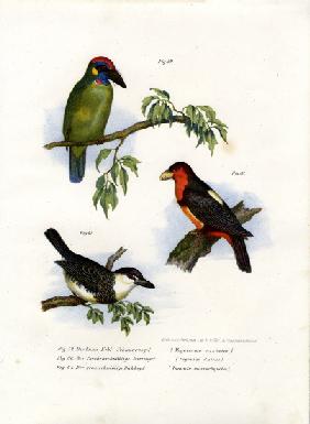 Large Green Barbet