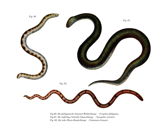 Large Shieldtail Snake de German School, (19th century)