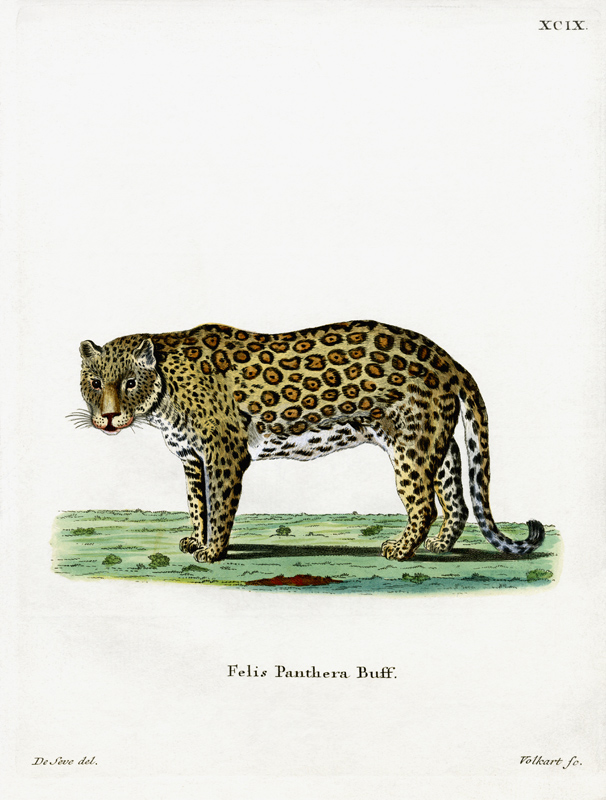leopard de German School, (19th century)