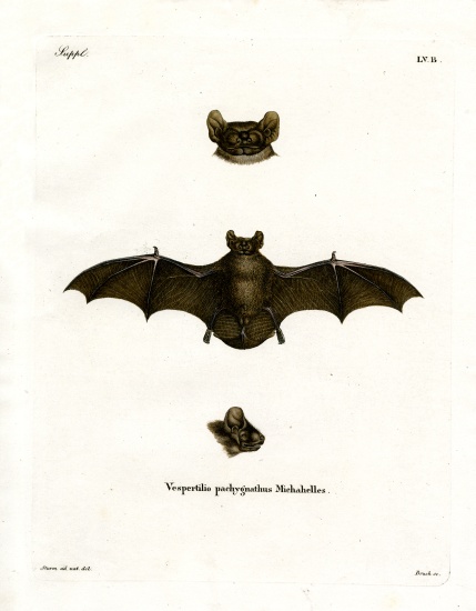 Lesser Noctule Bat de German School, (19th century)