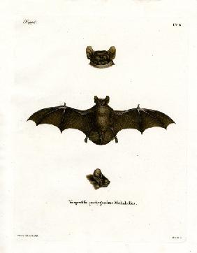 Lesser Noctule Bat