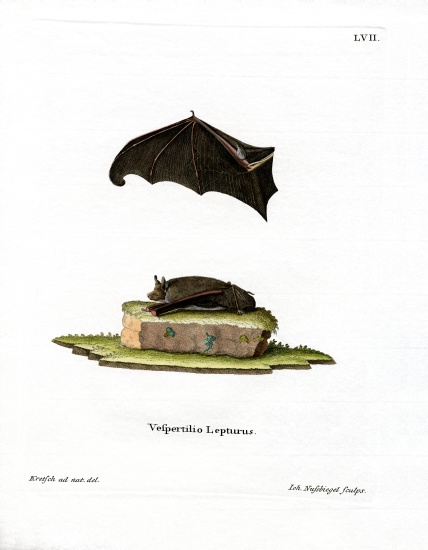 Lesser Sac-winged Bat de German School, (19th century)