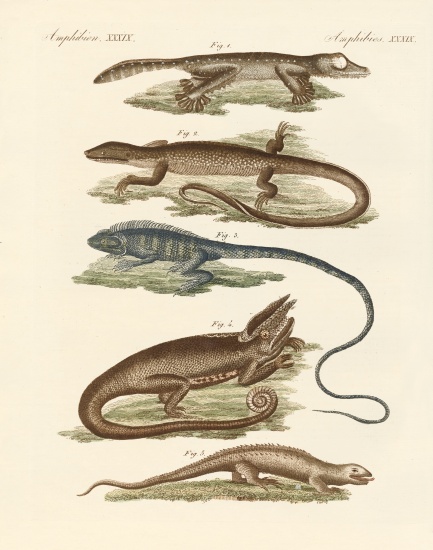 Lizards de German School, (19th century)