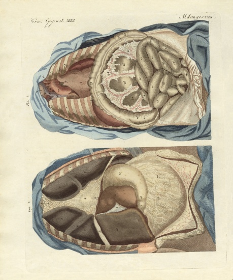 Location of intestines in the human body de German School, (19th century)