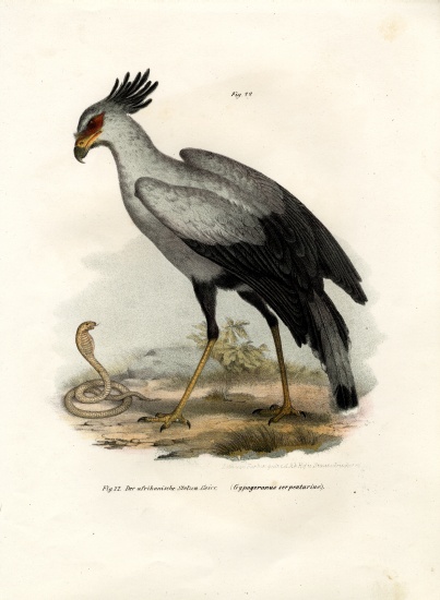 Long-legged Raptorial Bird de German School, (19th century)
