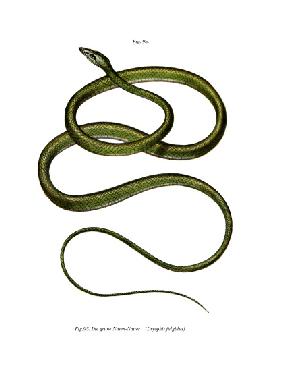 Long-nosed Tree Snake