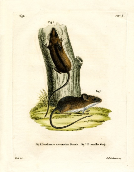 Long-tailed Tree Mouse de German School, (19th century)