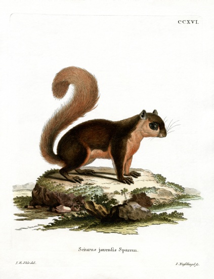 Malayan Squirrel de German School, (19th century)