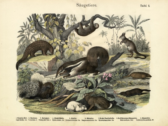 Mammals, c.1860 de German School, (19th century)