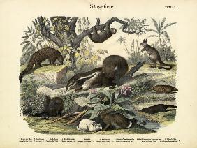 Mammals, c.1860