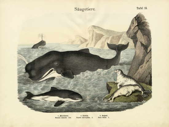 Mammals, c.1860 de German School, (19th century)