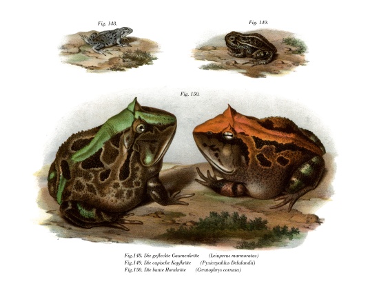 Marbled Four-eyed Frog de German School, (19th century)