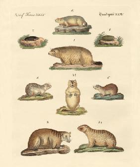 Marmots and moles