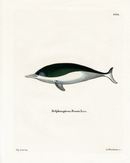Mealy-mouthed Porpoise de German School, (19th century)