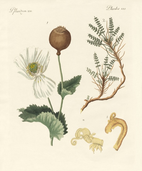 Medicinal plants de German School, (19th century)
