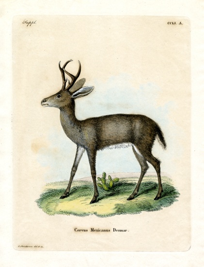 Mexican Deer de German School, (19th century)