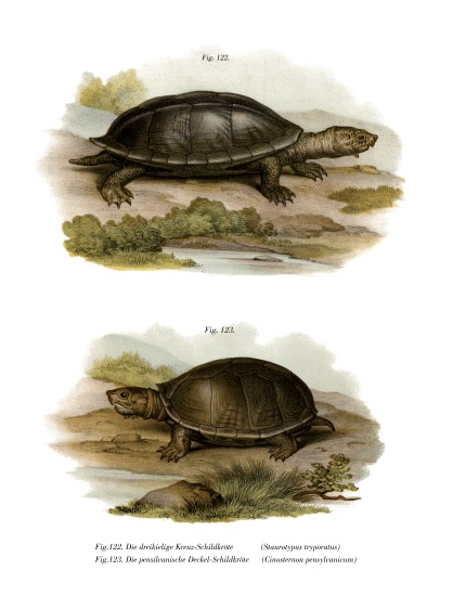 Mexican Giant Musk Turtle de German School, (19th century)