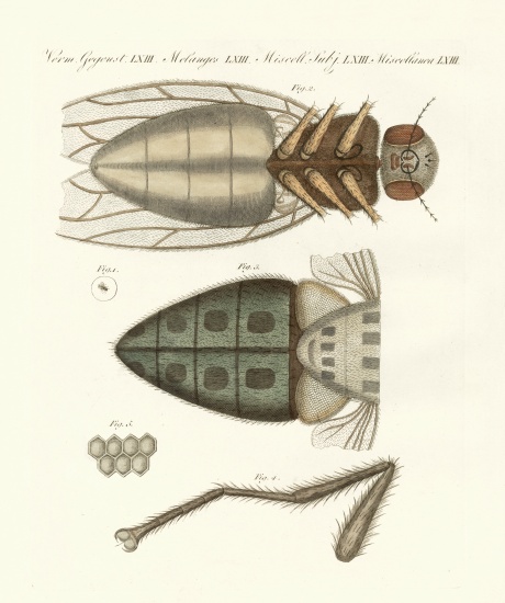 Microscopic view of the housefly de German School, (19th century)