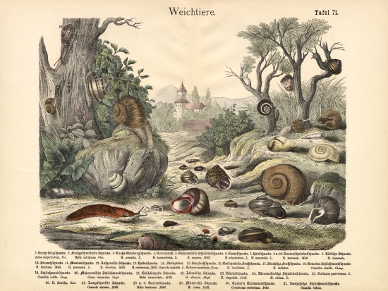 Molluscs, c.1860 de German School, (19th century)