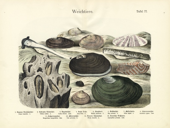 Molluscs, c.1860 de German School, (19th century)